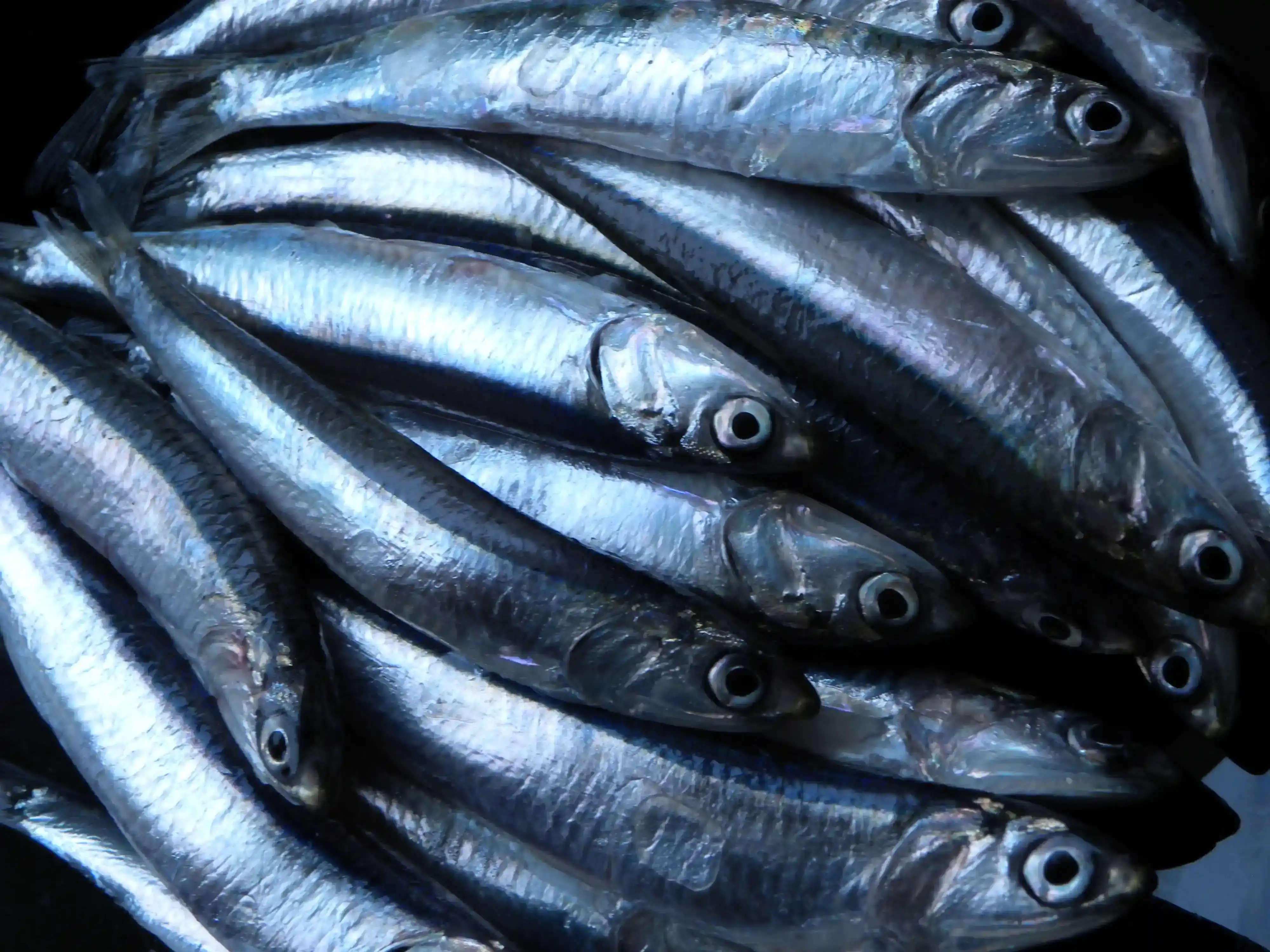Pêche durable et techniques de capture responsables - Industrie maritime Afrique